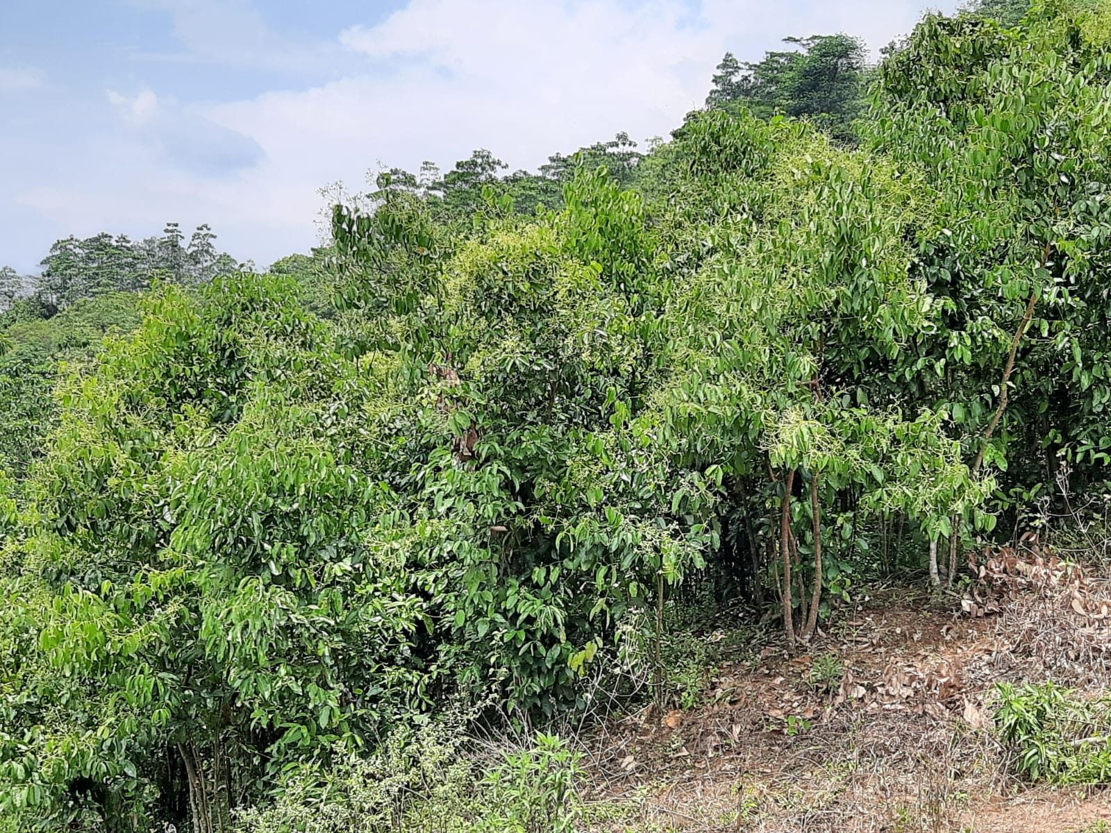 Close-up of the cinnamon plantation greenery at Terrace Cinnamon View